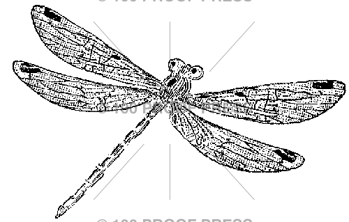 5443 Dragonfly #1