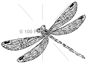 5444 Dragonfly #2