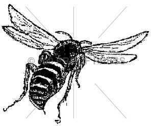 5445 #1 Bee