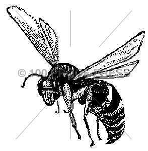 5446 #2 Bee