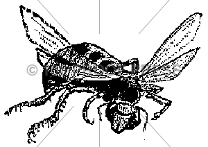 5447 #3 Bee