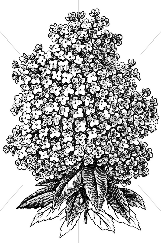 5450 Hydrangea Flower