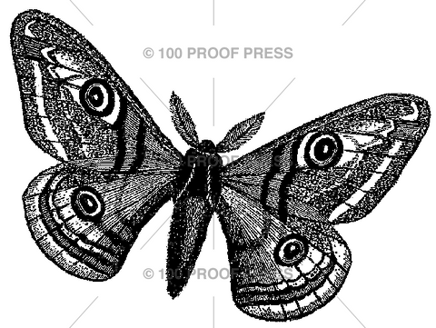 5452 A Moth