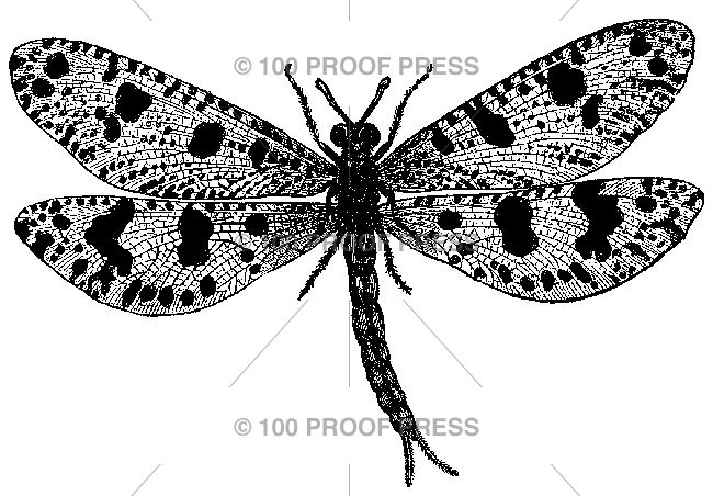 5455 Great Spotted Dragonfly