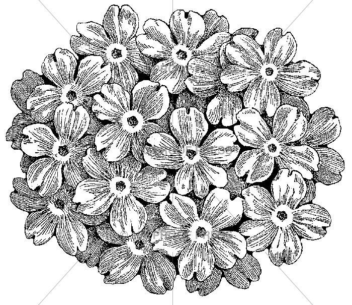 5473 Verbena Flower Head