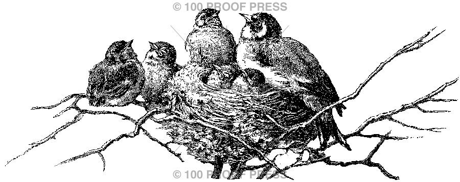 5503 Bird Family in Nest