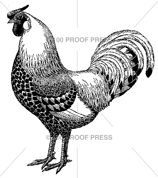 5553 The Rooster