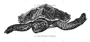 5555 Sea Turtle