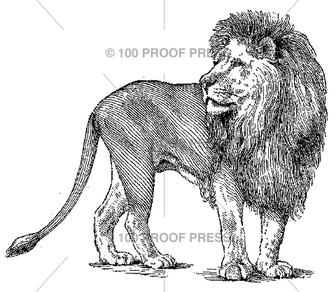 5571 Male Lion