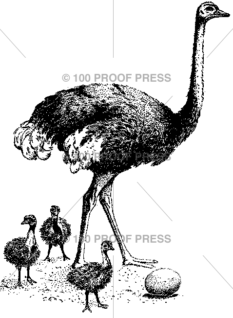 5575 Ostrich Family