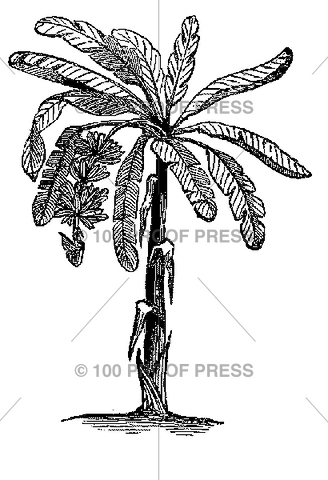 5583 Plantain Tree