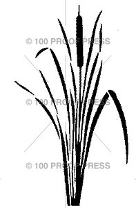 5595 Large 2 Cattail Reed