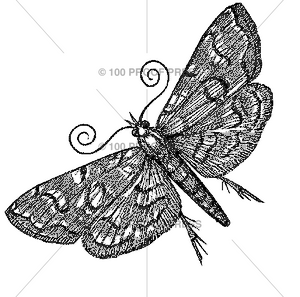 5648 Moth