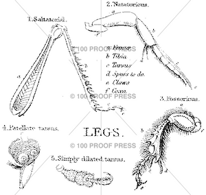 5655 Insect Leg Diagram