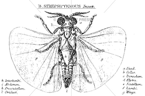5658 Strepsipterous Insect Diagram