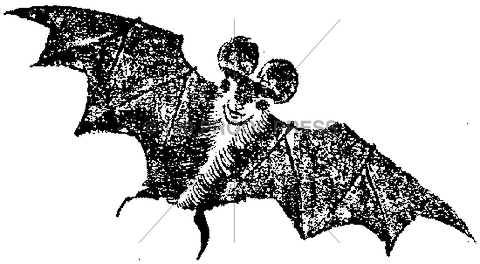 5661 Halloween Bat, Small