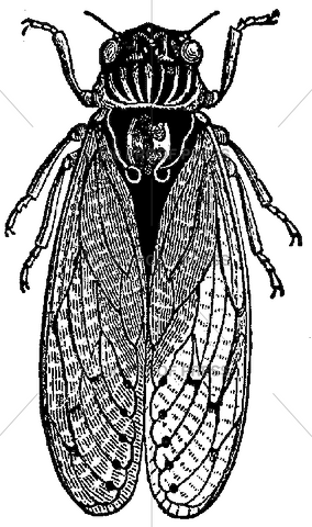 5663 Cicada, Large