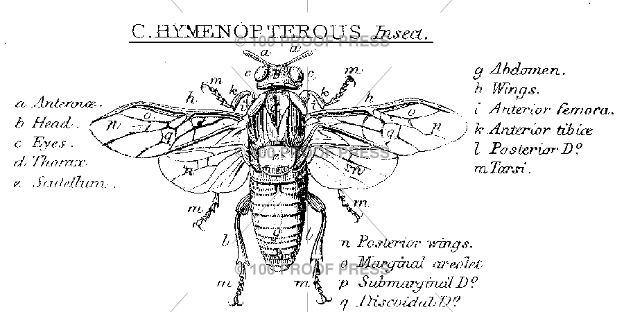 5668 Hymenopterous Insect
