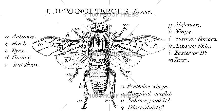 5668 Hymenopterous Insect – 100 Proof Press