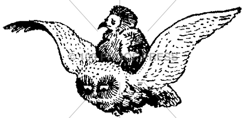 5690 Owl Flying its Baby