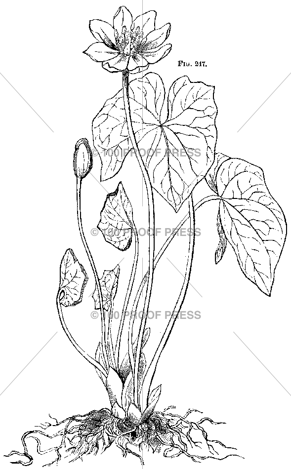 5759 Botanical Fig. #2