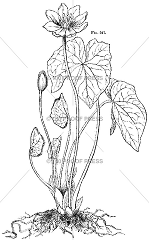 5759 Botanical Fig. #2