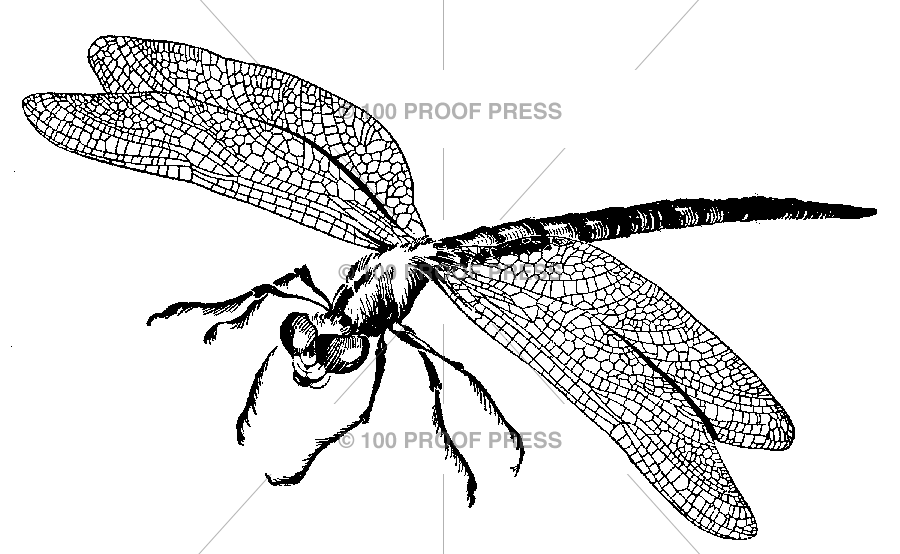 5823 Demonic Dragonfly