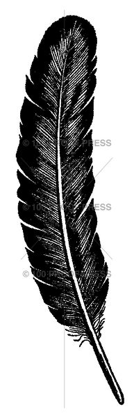 5837 Favorite Feather