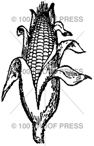585 Ear Of Corn