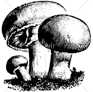 586 Mushroom Clump