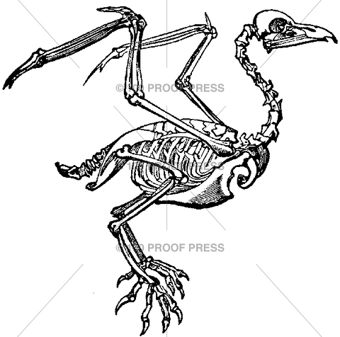 5887 Bird Skeleton
