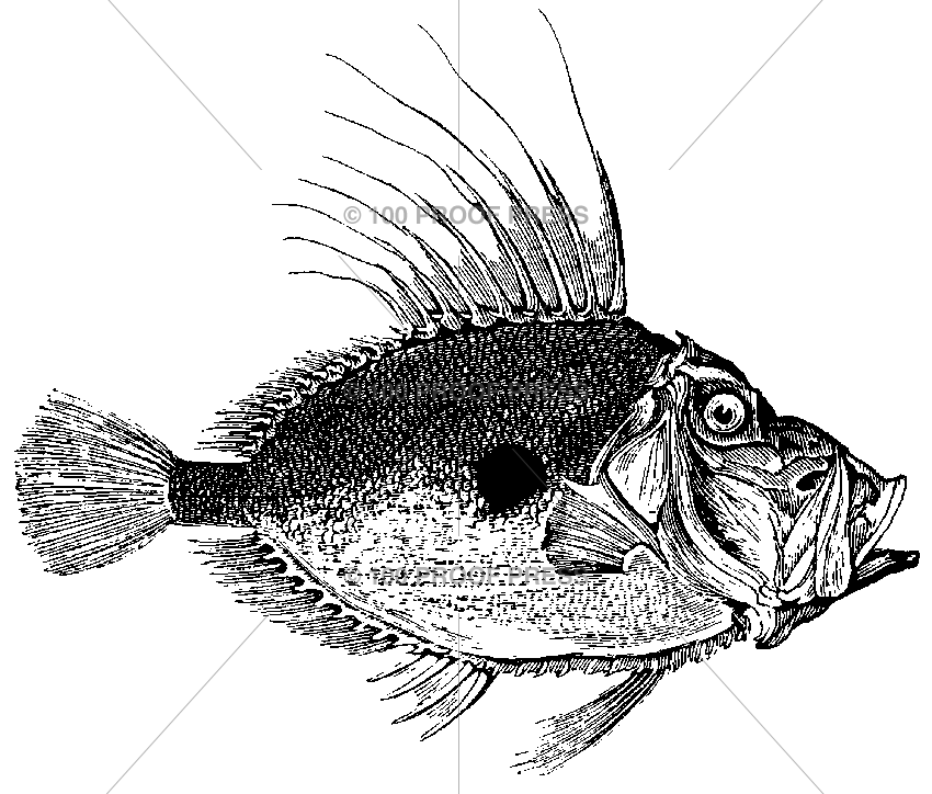 5918 Ugly Fish