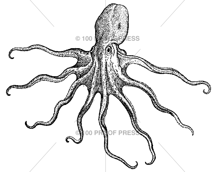 5919 Octopus