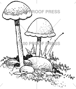 5960 Mushrooms in Grass
