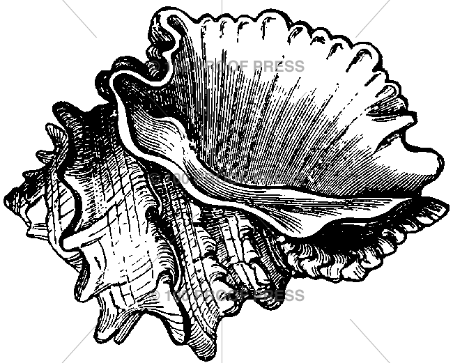 5998 Acanthina Tuberculata Shell