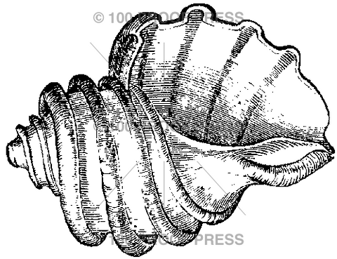 6103 Thais Shell