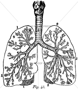 6118 Lung Diagram Small