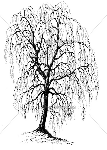 6120 Bare Weeping Tree