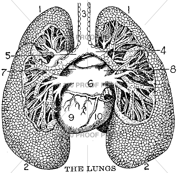 6133 lung diagram larger