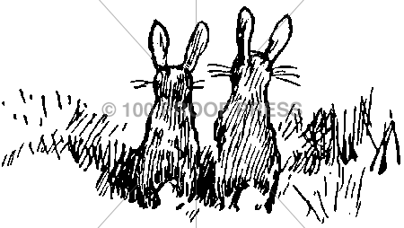 6142 bunnies looking