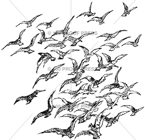 6147 Flock of Flying Birds