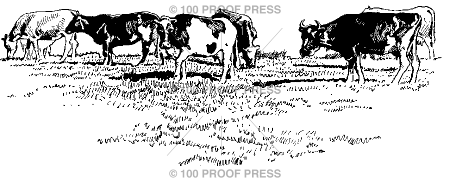 6200 field of cows