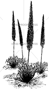 6203 flowering desert plant