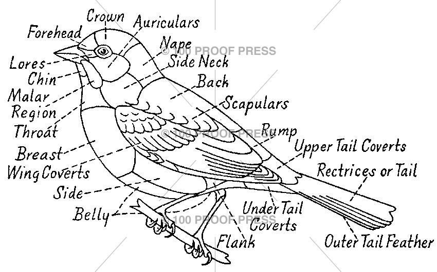 6271 Generic Bird Diagram