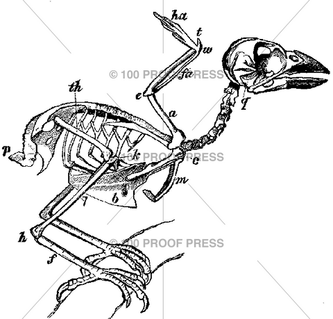 6272 Sparrow Skeleton