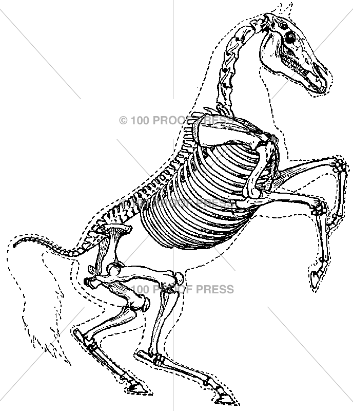 6274 Horse Skeleton