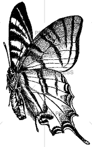 6280 Butterfly, Side View