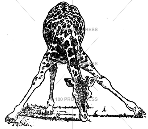 6286 Drinking Giraffe