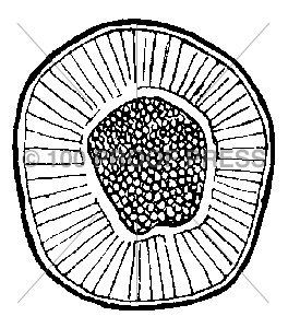 6311 Twig Cross Section 1