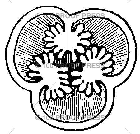 6312 Plant Cross Section 1